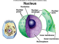 Nuclear membrane dia